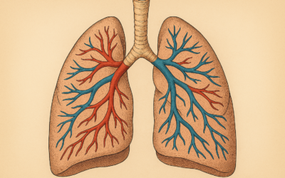 Hypertension artérielle pulmonaire : comprendre la maladie et les traitements disponibles